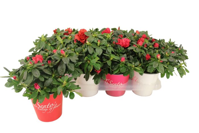 Azalea 12 cm - Smartcup (Rood/Wit), D 12