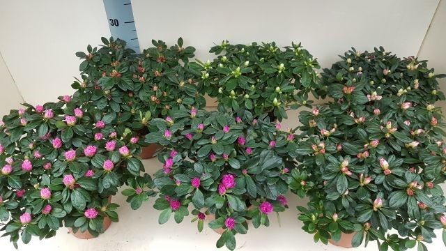 azalea indica 30 cm, D 14