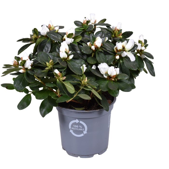 Azalea Vogel wit 12cm, D 12