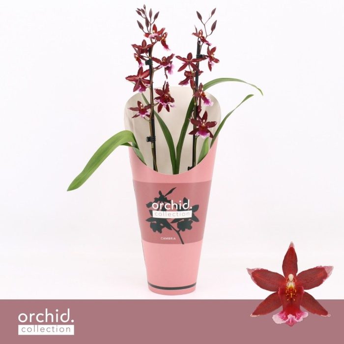 Barrocco Red, 2-spike 'Orchid Collection' Potcover, D 12