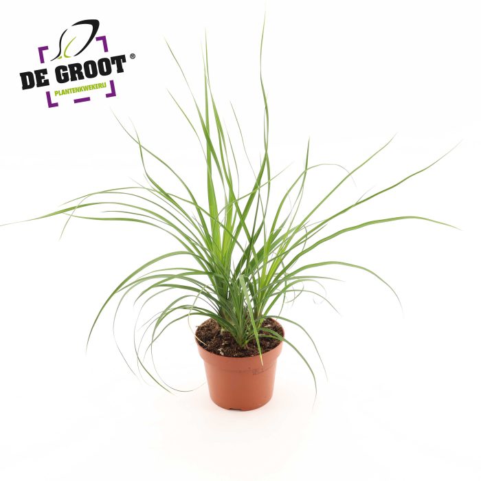 Beaucarne recurvata 'Nolina', D 12