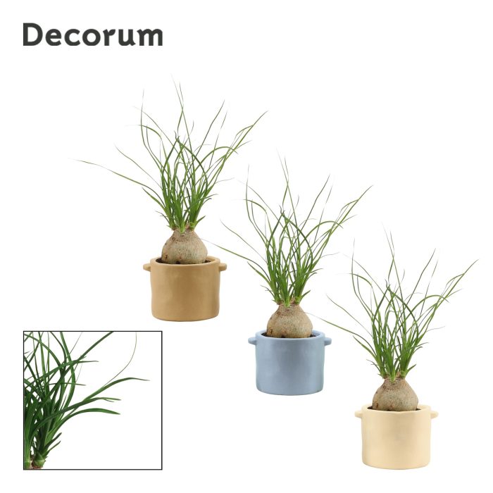 Beaucarnea Bol 6 cm in Charlotte (Nature world-collection), D 6