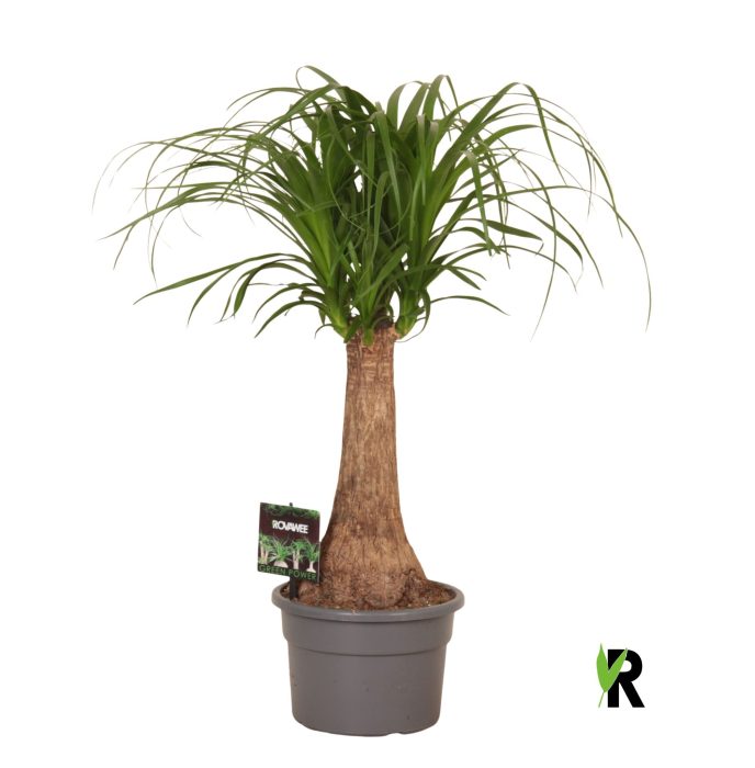 Beaucarnea rec. rechte stam, D 19