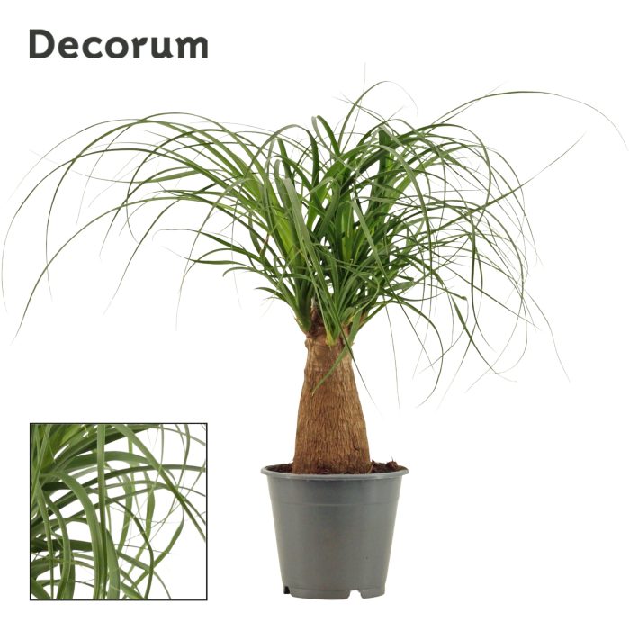 Beaucarnea Recht 12 cm (Decorum), D 12