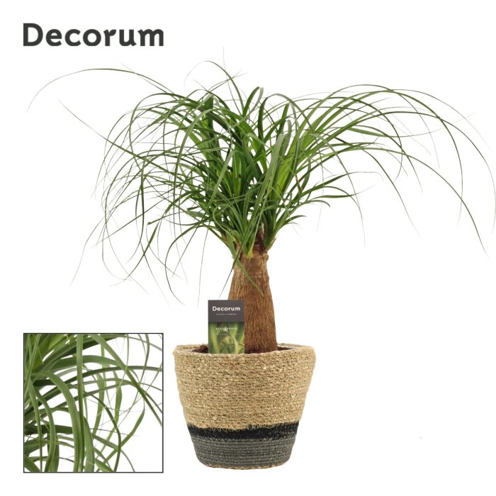Beaucarnea Recht 12 cm in Hanoi mand grijs(Deco-collection), D 12