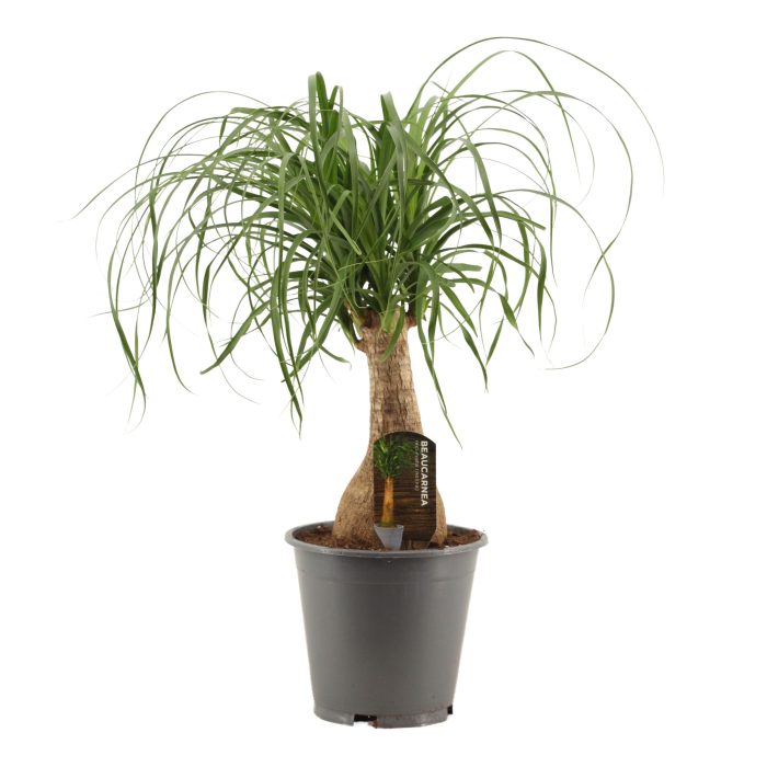 Beaucarnea Recht 19 cm Containerpot, D 19