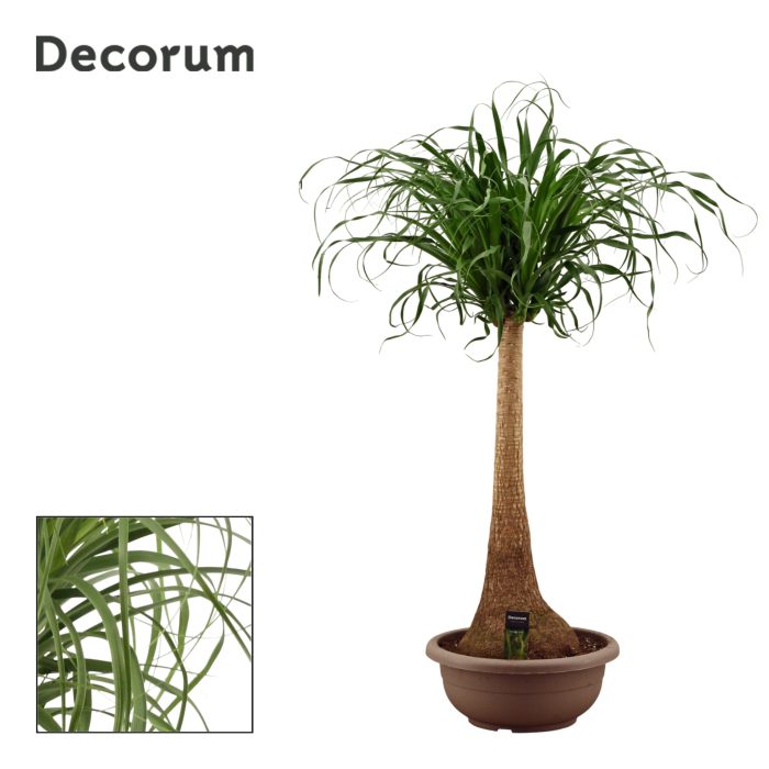 Beaucarnea Recht 40 cm Compact in schaal(Decorum), D 40