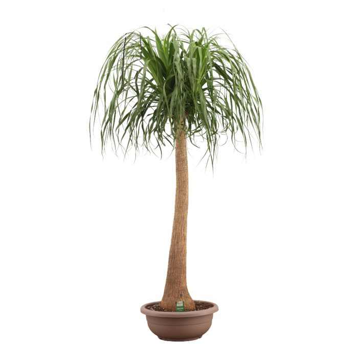 Beaucarnea Recht 45 cm Compact in schaal, D 45
