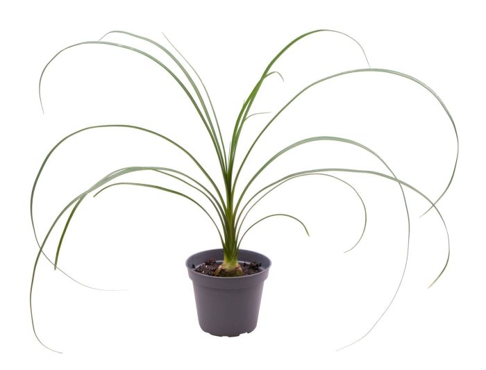 Beaucarnea Recurvata (Nolina), D 6