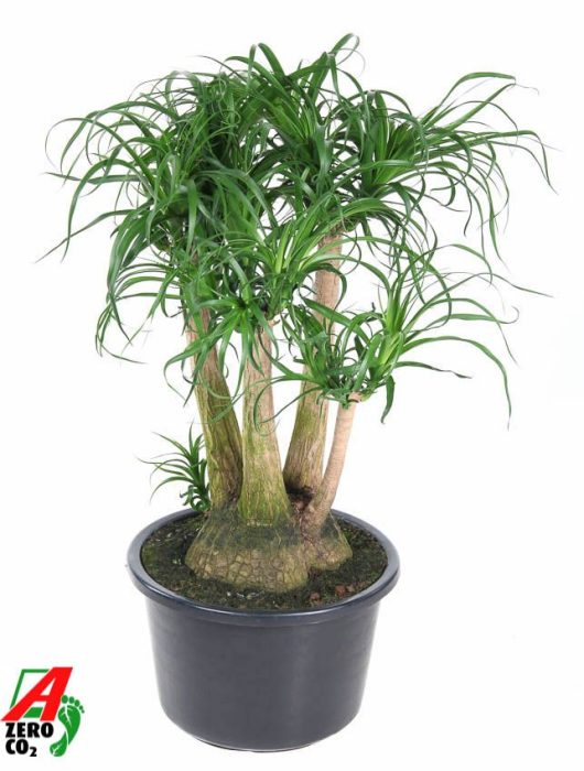 Beaucarnea vertakt P41 - 2ft, D 41
