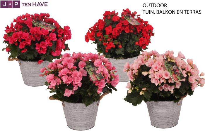 Begonia ''Betulia Mix'' Outdoor in Zink Sierpot, D 19