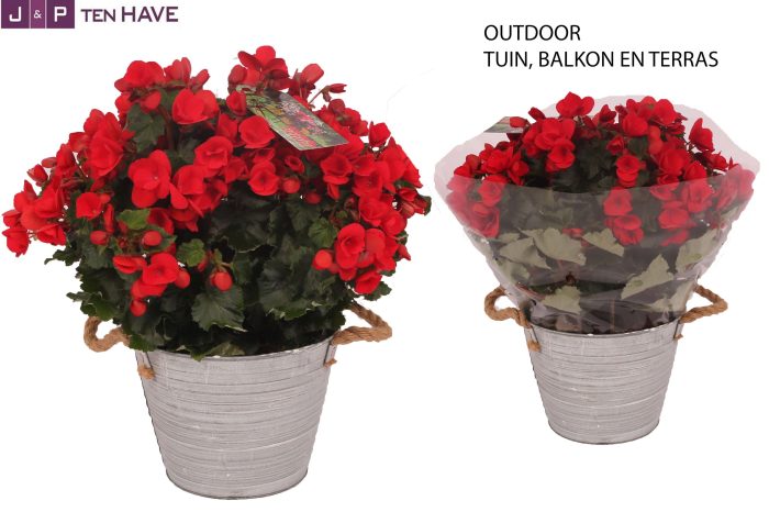 Begonia ''Betulia Rood'' Outdoor in Zink Sierpot, D 19