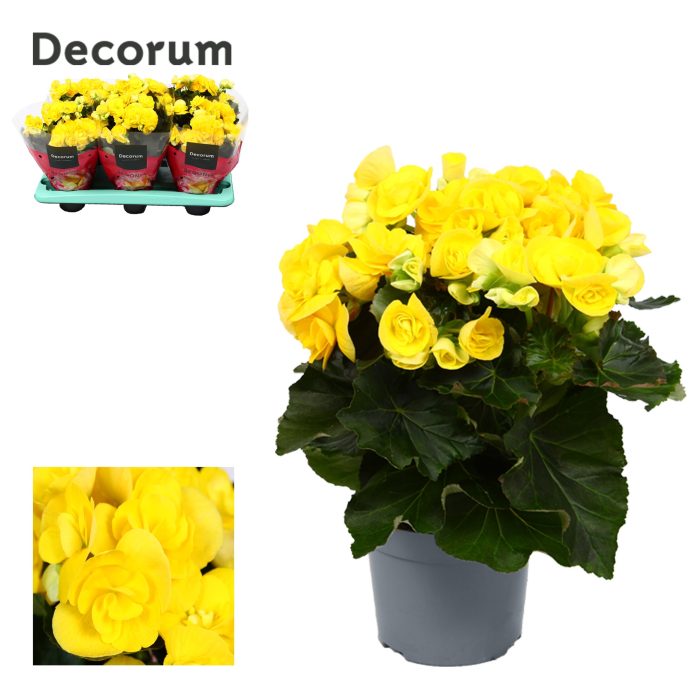 Begonia ''rebecca'' geel 13cm Decorum, D 13