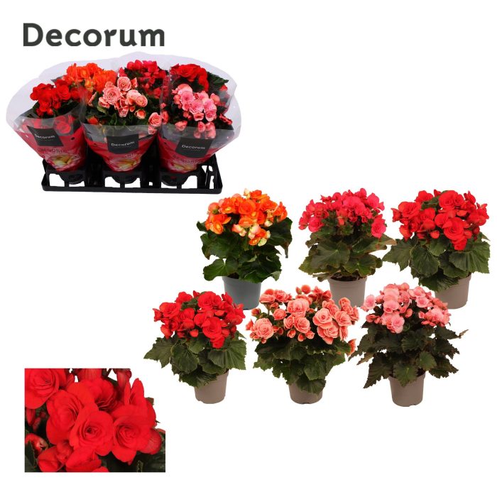 Begonia 13 Mix Zonder Geel/Zonder Wit Floratino, D 13