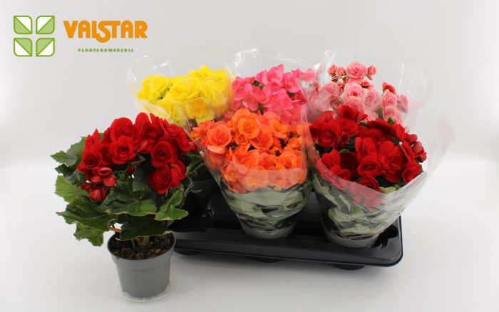 Begonia 13cm Blanco hoes Mix, D 13