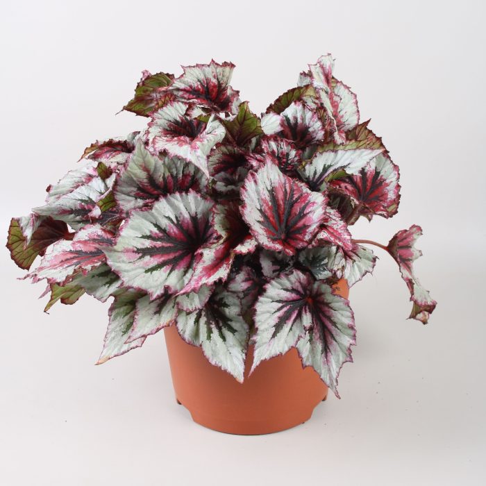 Begonia Beleaf Evening Glow, D 17