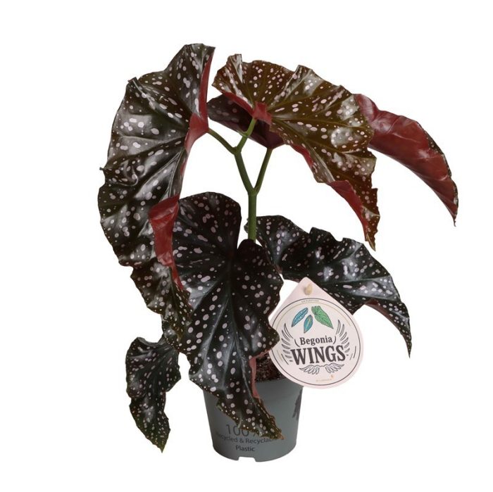 BEGONIA MACULATA 'WINGS CRACKLIN ROSIE', D 12