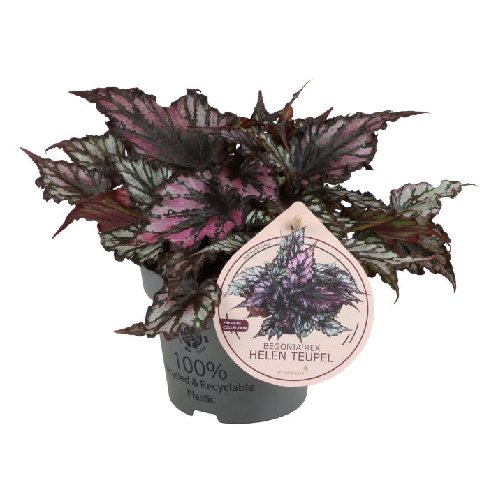 Begonia Rex Helen Teupel 12 cm, D 12
