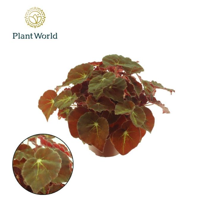 Begonia rex Montuno, D 12