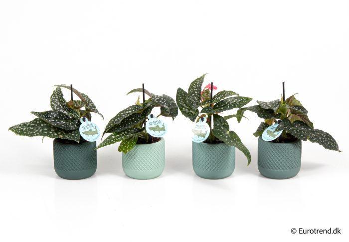 Begonia Wings Maculata Silverspot in New Look ceramic 2026, D 6