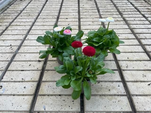 BELLIS PERENNIS 'TASSO', D 11