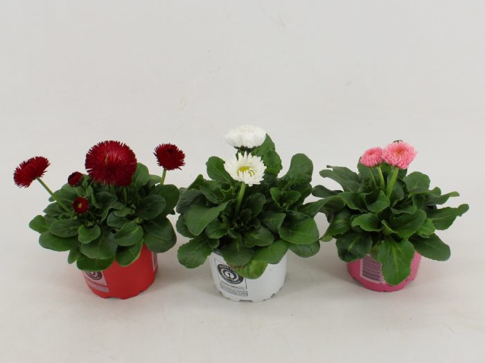 bellis Perennis Dubbel bloemig Gemengd, D 10,5