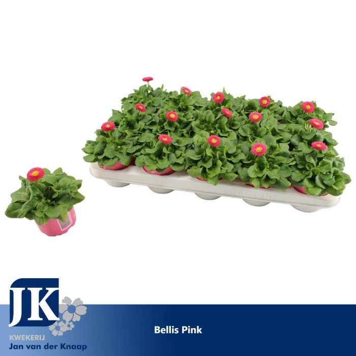 Bellis Pink p10.5, D 10,5