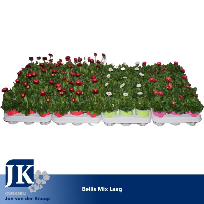 Bellis TST mix laag, D 10,5