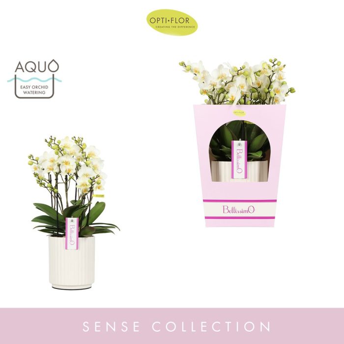 Bellissimo Bella in Molise White Aquo Giftbox, D 15
