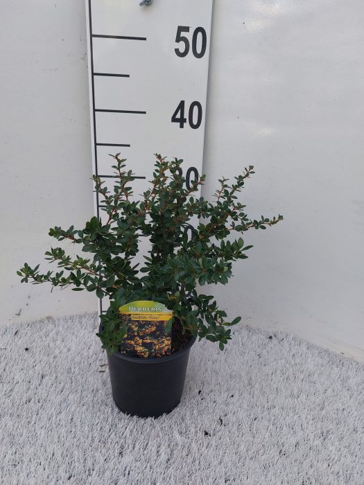 Berberis buxifolia 'Nana', D 14