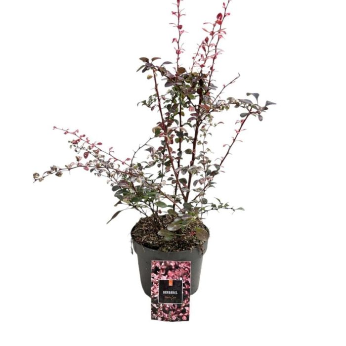 Berberis thunb. 'Harlequin', D 17