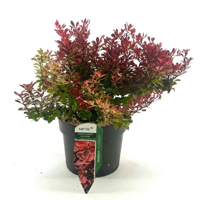 Berberis thunb. 'Ruby Star', D 17