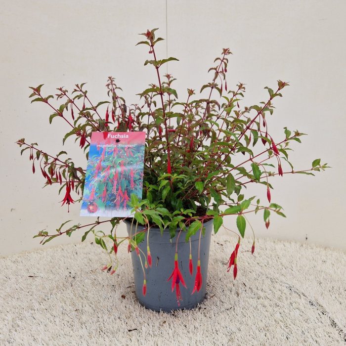 Fuchsia magellanica 'Riccartonii', D 17