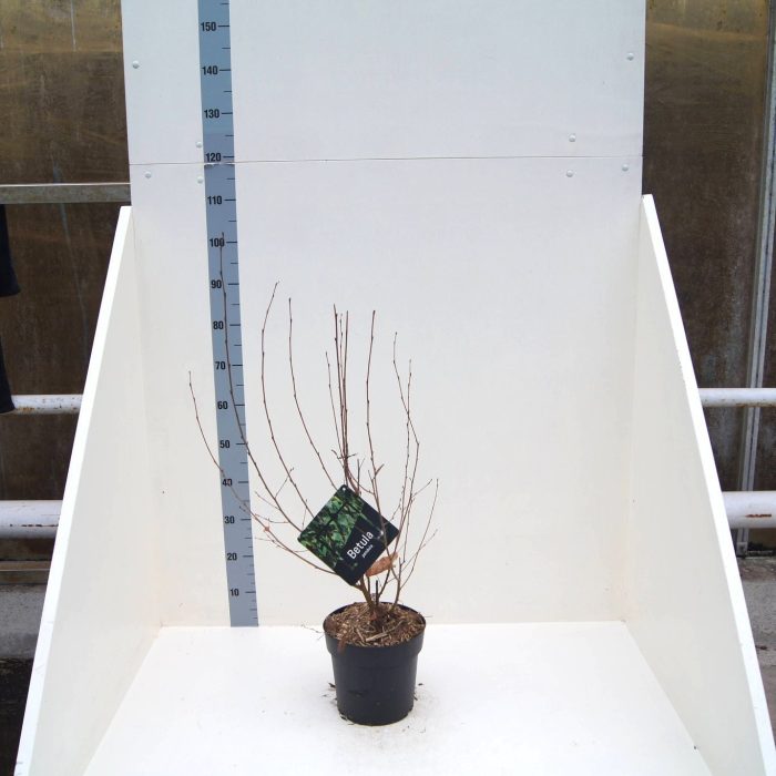Betula pendula, D 24