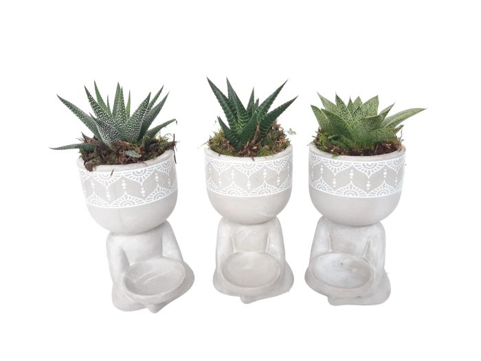 BG10SUC Buddha Grijs mini succulentmix, D 10