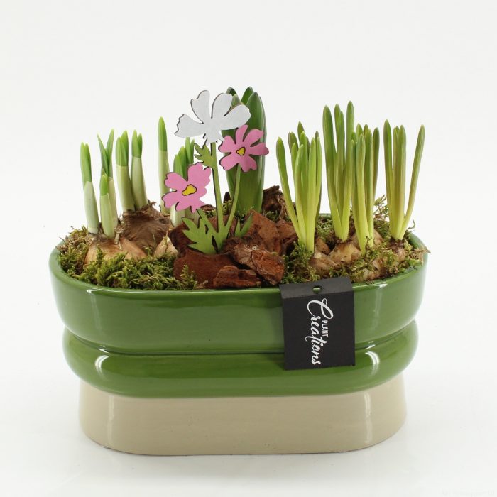 BLCR-2641 Bulbs creations, D 23