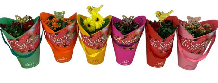 Bloeimix 12 cm | Mix | Stacy tasje + steker, D 12