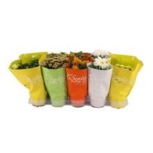 Bloeimix 12 cm | Pasen, D 12