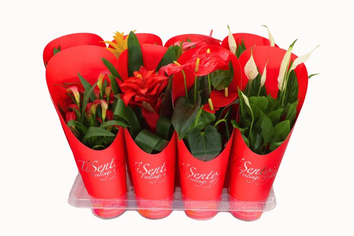 Bloeimix 12 cm | Specially cadeaucover rood, D 12