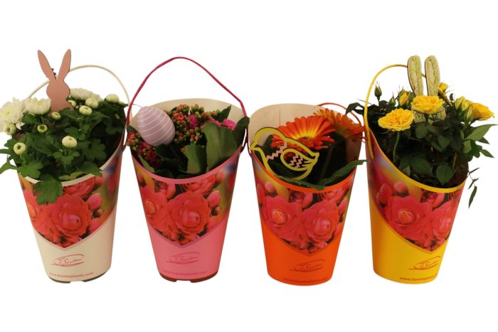 Bloeimix 12cm | Pasen | Giftcover + steker, D 12