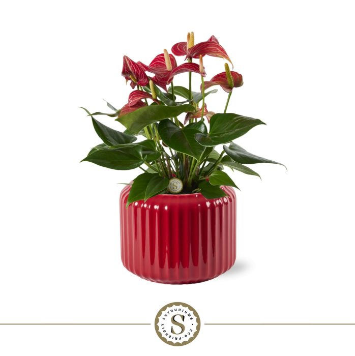 Bologna Keramiek Red - Livium Red, D 12