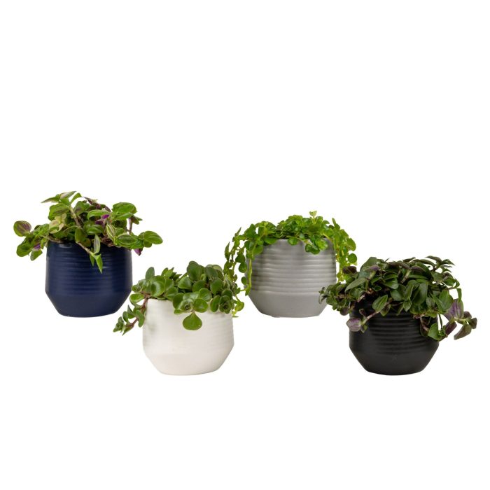 Boston with Compact Foliage, D 6