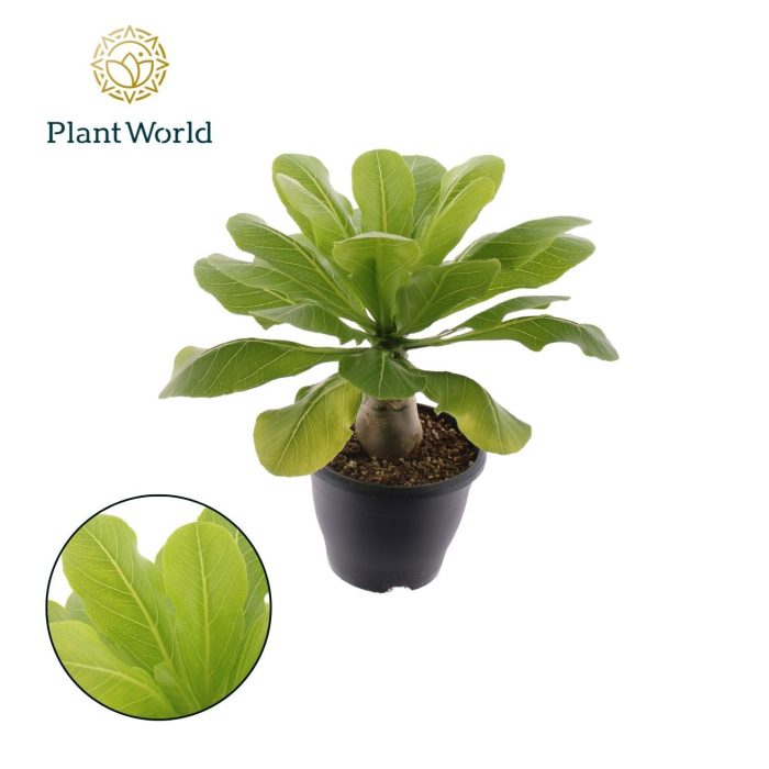 Brighamia insignis 'Hawaii Palm', D 21