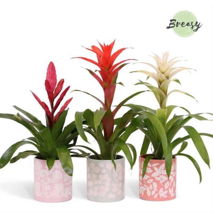 Bromelia Charming - 12cm in Sevilla | Mimesis, D 12