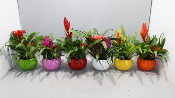 Bromelia Coupe Lisa, D 15
