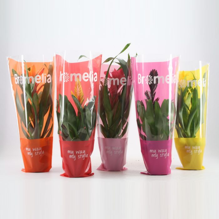 Bromelia Excellent mix in vensterhoes, D 12