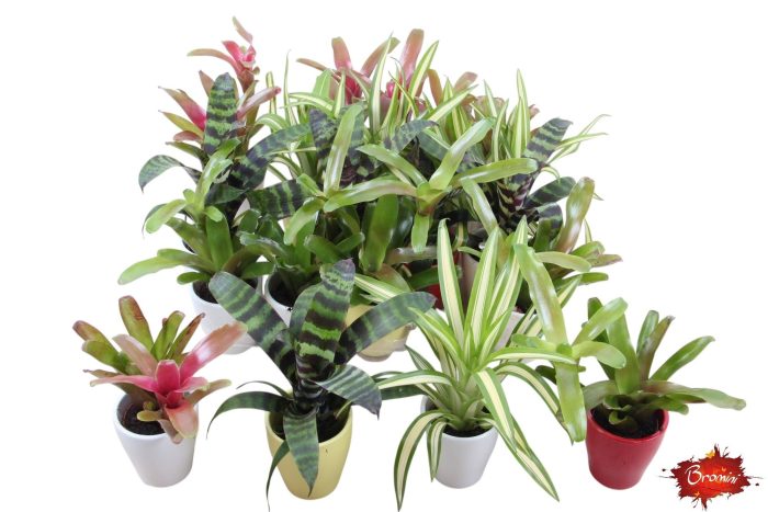 Bromelia Forrest in keramiek, D 7