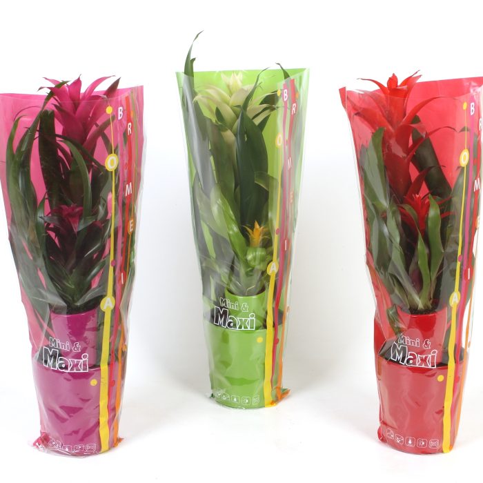 Bromelia Mini Maxi, D 13