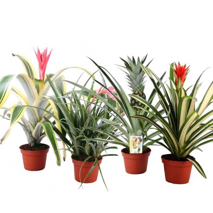 Bromelia mix 15 cm, D 15