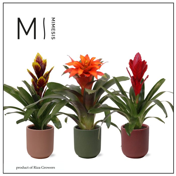 Bromelia Stylish - 12cm in Atlanta | Mimesis, D 12